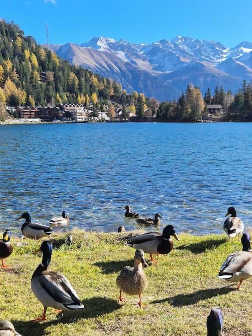 Superbe Appartement Champex-Lac Avec Piscine Et Sauna المظهر الخارجي الصورة